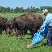 Kurozwęckie bizony