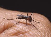 Komary  – zabójcy… swoich