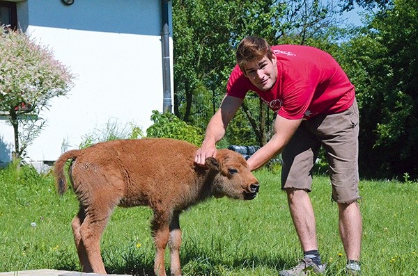  Uratowanego małego bizona bliźniaka nazwano Popiołek 