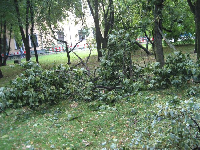 Skutki wichury na krakowskich Plantach