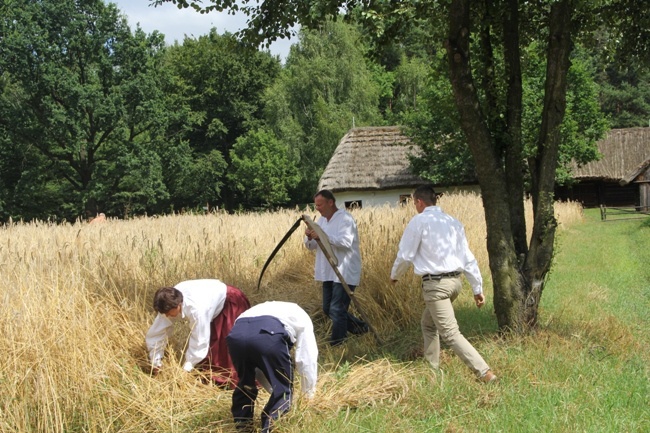 Żniwa w skansenie