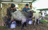 Owce doili wszyscy: don Vasile, jego syn Kornel, chrześniak Florin i bratanek Mihai