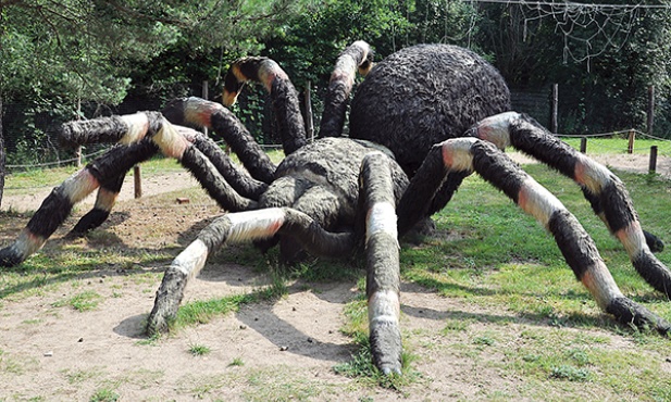 Model pająka ptasznika w parku rozrywki „Owadogigant”. Ten owad poluje także na małe gryzonie. Samice dożywają nawet 20 lat. W niektórych rejonach Azji są przysmakiem... szczególnie prażone