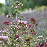 Śląski Ogród Botaniczny - nowa część