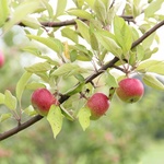 Śląski Ogród Botaniczny - nowa część