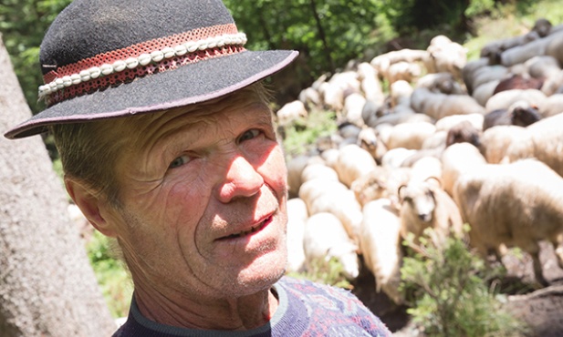 Tadeusz Szczechowcz co roku pędzi przez 6 dni 500 owiec spod Zakopanego do Ujsoł koło Żywca