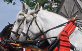 Góralskie świętowanie w Bukowinie