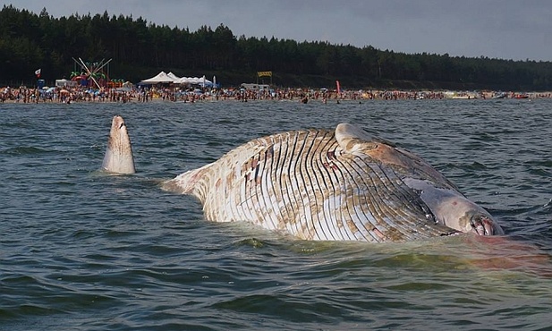 Znaleziono martwego wieloryba