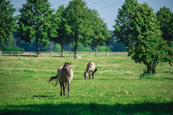 Koniki polskie to w zasadzie jedyna na świecie rasa koni, która bezpośrednio pochodzi od dziko żyjących tarpanów. Odziedziczyła po nich nie tylko wygląd, ale także charakter. Koniki polskie są wytrzymałe i odporne zarówno na choroby, jak i na warunki atmosferyczne. Niestraszne są im ani upały, ani mrozy 