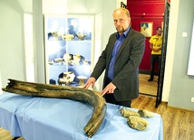 Sławomir Kulpa, dyrektor Muzeum w Wodzisławiu Śląskim, z odkrytym 31 sierpnia  w Zawadzie ciosem mamuta.  – Skoro był tam cios, może kryje się też szkielet? – zastanawia się.  Z prawej – znajdujące się od dawna w zbiorach tego muzeum mleczne  zęby mamuta 