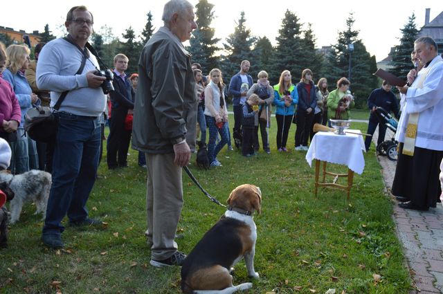 Nabożeństwo z udziałem czworonogów