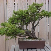  Bonsai