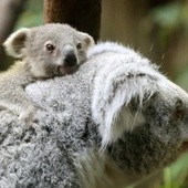 Koala "na barana"