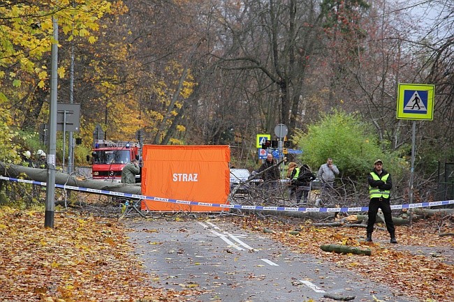 Kobieta zginęła pod powalonym drzewem