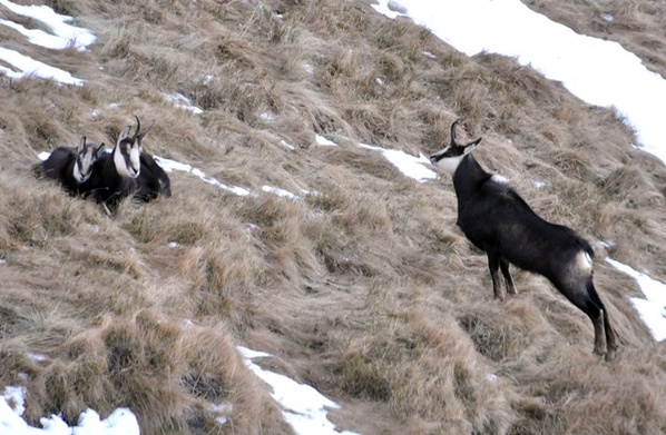 Tatry: Populacja kozic stabilna