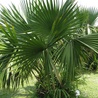 Palma sabalowa