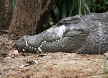 Naukowcy podsłuchują krokodyle
