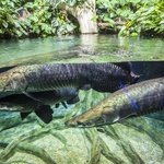 Nowe akwaria w warszawskim zoo