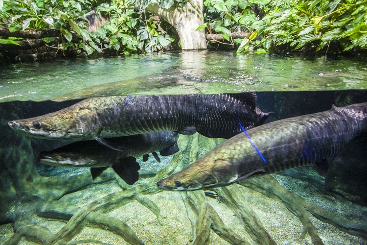 Nowe akwaria w warszawskim zoo