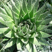 Aloes