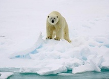 Rekordowo wysokie temperatury na Arktyce