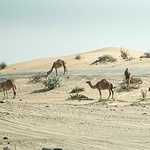 Naturalne otoczenie, z jakim można się spotkać na Półwyspie Arabskim