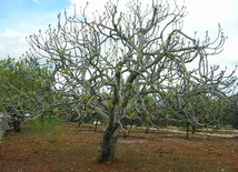 Drzewo figowe
