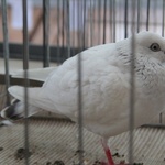 Wystawa gołębi rasowych