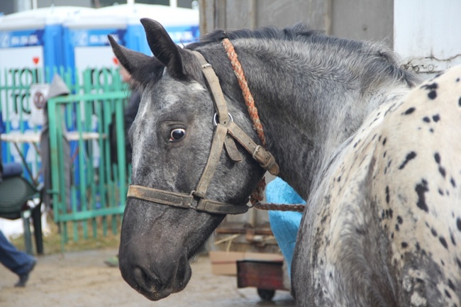 Skaryszewskie „Wstępy 2016”