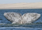 Mleczny wieloryb