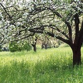 Opowiadają, że proboszcz w Łącku, któremu często kradli jabłka z sadu, za pokutę zadawał zasadzenie jabłonki. Dziś Łącko słynie z sadów i święta kwitnącej jabłoni. Owoce pokuty  widoczne są ciągle