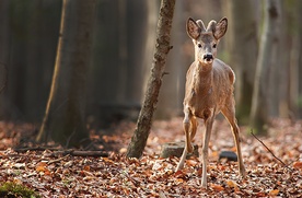 Koziołek