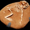 Skamieniałość pisklęcia  protoceratopsa