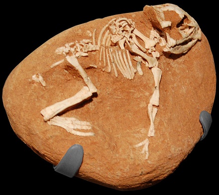 Skamieniałość pisklęcia  protoceratopsa