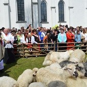 Owce na wypasie