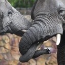 Serwus słoniu!