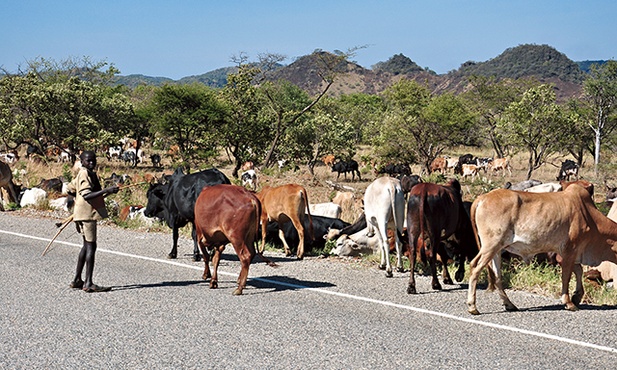 – Wszystkie krowy należą do nas – uważają pasterze z Karamodży