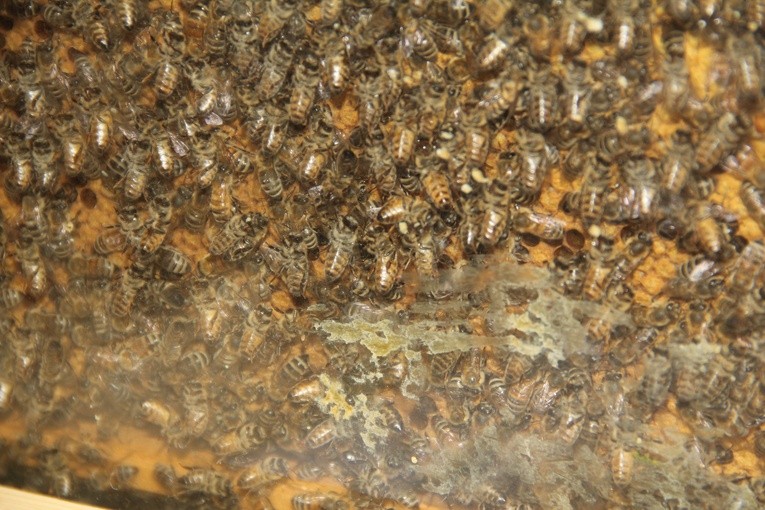 Pszczoły na KUL