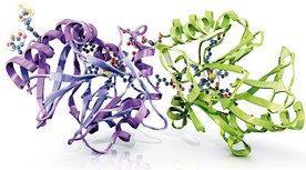 Molekularny model szczepu bakterii Klebsiella pneumonie „New Delhi”, których nie da się zwalczyć antybiotykami należącymi do penicylin, cefalosporyn czy karbapenem.