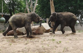 W Płocku zamieszkały słonie indyjskie