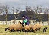 Mnisi sami pracują w klasztornym gospodarstwie, m.in. doglądając owiec.