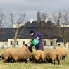 Mnisi sami pracują w klasztornym gospodarstwie, m.in. doglądając owiec.