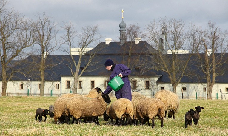 Mnisi sami pracują w klasztornym gospodarstwie, m.in. doglądając owiec.
