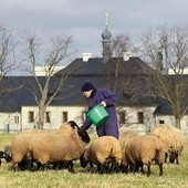 Mnisi sami pracują w klasztornym gospodarstwie, m.in. doglądając owiec.