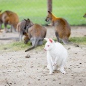 Kangur albinos wita wszystkich w podskokach.