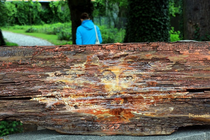 Spacer po Bagnie u salwatorianów