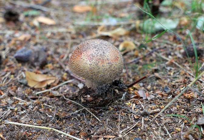 Spacer po Bagnie u salwatorianów