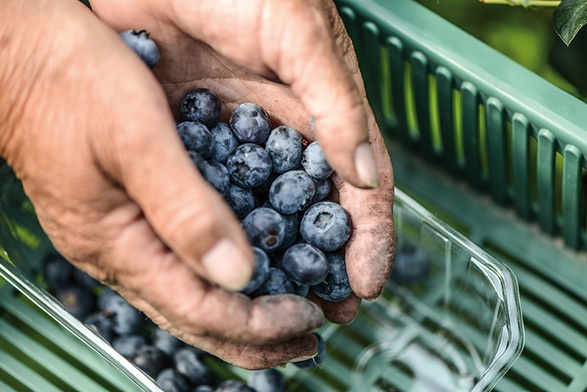 Nienależne dofinansowanie dla plantatorów borówek – to jedna z afer wykrytych przez CBA podczas kontroli w samorządach. Brzmi jak żart, ale chodzi o 10 mln zł.