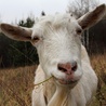 Łódzki magistrat chce oddać trzy kozy, które przebywają pod jego opieką