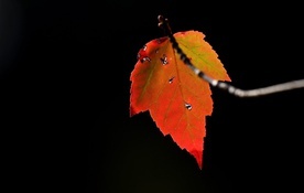 Żółkną i czerwienieją liście drzew...